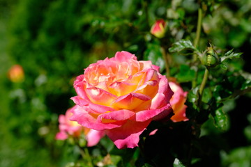  Blooming rose in the park for your design