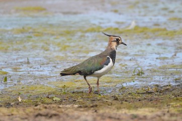 Vanneau huppé (Vanellus vanellus)