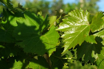Young leaves of grapes in sunlight at sunset of grapes on the vine close-up