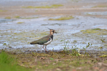 Vanneau huppé (Vanellus vanellus)