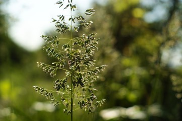 A little tiny fly on a green blade of grass in the garden.