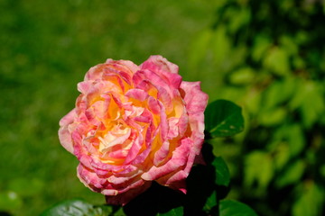  Blooming rose in the park for your design