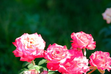  Blooming rose in the park for your design