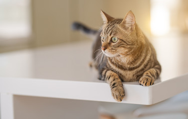 Beautiful short hair cat lying on white table at home