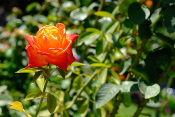  Blooming rose in the park for your design