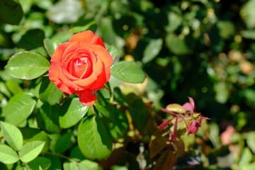  Blooming rose in the park for your design