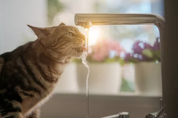 Poster Mooie kortharige kat die water drinkt uit de kraan in de keuken © Krakenimages.com