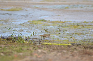 chevalier guignette (Actitis hypoleucos) 