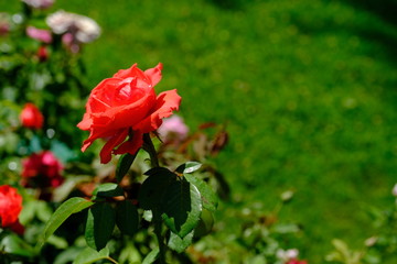  Blooming rose in the park for your design