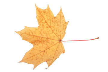 Bright autumn maple leaf on a white background. Autumn maple leaf isolated on white background