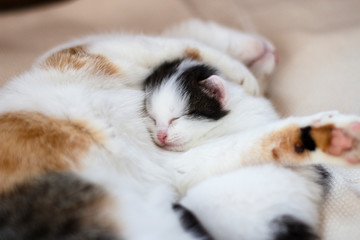 little cute furry kitten sleeping next to mom cat in the arms