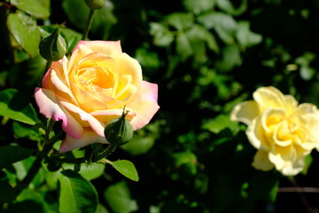  Blooming rose in the park for your design