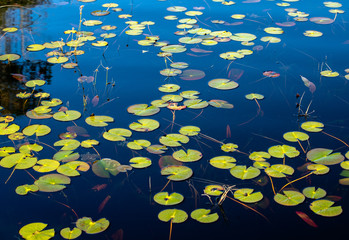 Lily Pads in Okefenokee Swamp