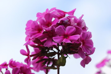 Fototapeta na wymiar Many purple flowers