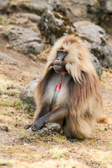 gelada baboon male sitting and looking around - Simien Mountains - Ethiopia