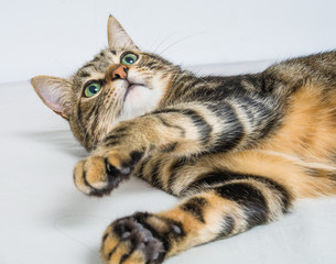 Beautiful short hair cat lying on the bed at home