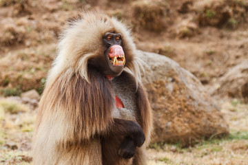 gelada baboon male portrait  - Simien Mountains National Park- in the North of Ethiopia