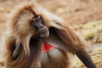 gelada baboon male portrait  - Simien Mountains National Park- in the North of Ethiopia