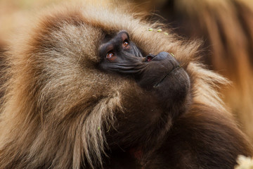 gelada baboon male portrait looking up to his opponent  - Simien Mountains - Ethiopia