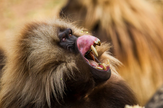 gelada baboon male portrait looking up to his opponent  - Simien Mountains - Ethiopia