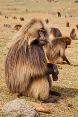 gelada baboon male sitting and looking around - Simien Mountains - Ethiopia