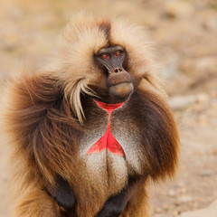 gelada baboon male portrait  - Simien Mountains National Park- in the North of Ethiopia