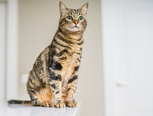 Obraz na płótnie Canvas Beautiful short hair cat sitting on white table at home