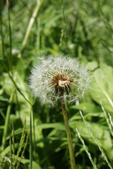 dandelion