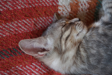 Fototapeta na wymiar sleeping cat
