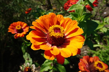 orange flower