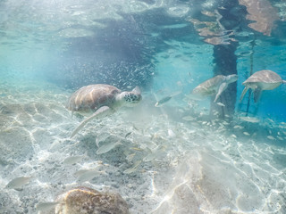 Obraz premium Underwater views around the pier at Westpunt, Curacao with trutles and pelicans