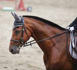 Headshot close up of a dressage horse during competition event