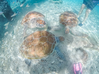 Underwater views around the pier at Westpunt, Curacao with trutles and pelicans