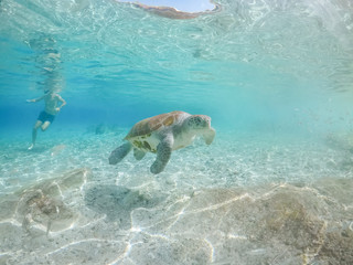 Underwater views around the pier at Westpunt, Curacao with trutles and pelicans