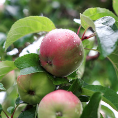 Red apples on apple tree branch. Organic natural apples on a branch
