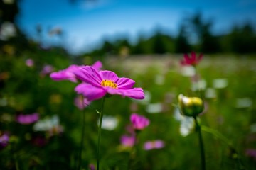 Fototapeta premium flowers on background of blue sky