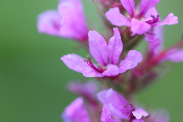 Purple flowers