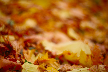 Autumn leaves on ground