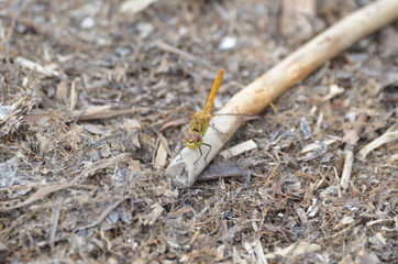 Orthétrum bleuissant (Orthetrum coerulescens)