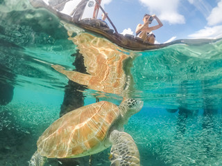 Underwater views around the pier at Westpunt, Curacao with trutles and pelicans