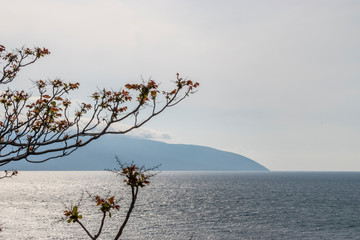 Tree sprouting new leaves with the sea as background, Vlore, Albania.
