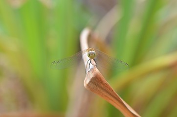 Orthétrum bleuissant (Orthetrum coerulescens)