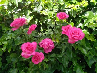Rosas sobre fondo de hojas verdes