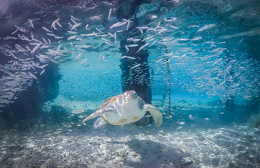 Underwater views around the pier at Westpunt, Curacao with trutles and pelicans
