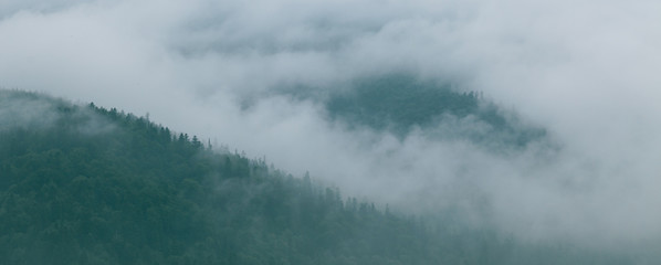 Coniferous forest in morning fog (mist), breathing mountains. Freshness and mystery.