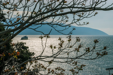 Tree sprouting new leaves with the sea as background, Vlore, Albania.
