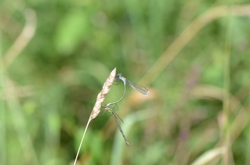 Agrion élégant (Ischnura elegans) 