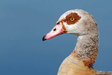 portrait of a goose