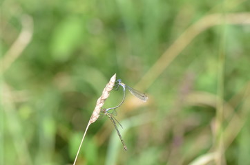 Agrion élégant (Ischnura elegans) 