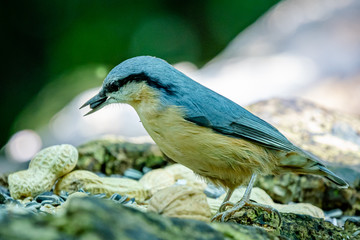 bird on a branch